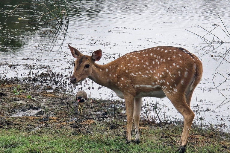 Sigiriya: Private Wilpattu National Park Safari Day Tour
