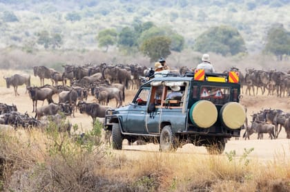 Saf Ri De Dias Para Amboseli Ol Pejeta Naivasha E Masai Mara