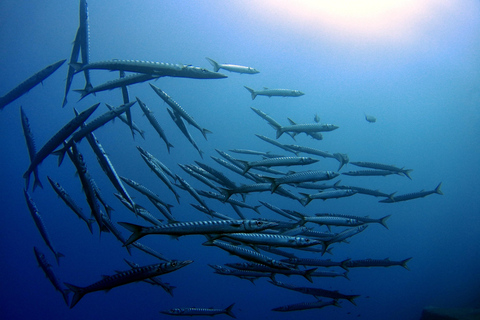 Scuba Diving in the Volcanic Caldera/shorelines of Santorini