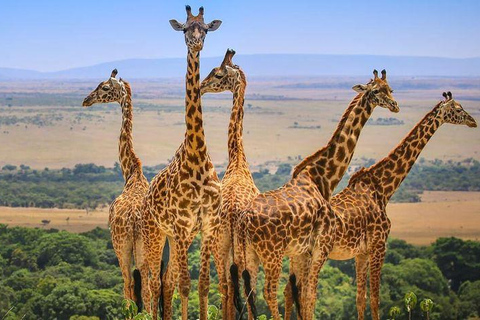 4 days Tsavo East, Amboseli and saltlick lodge safari