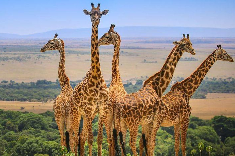 4 days Tsavo East, Amboseli and saltlick lodge safari
