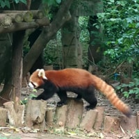 Les joyaux cachés de la Chine, Chengdu-Xi'an-Yunnan Tour (9d8n) - Housity