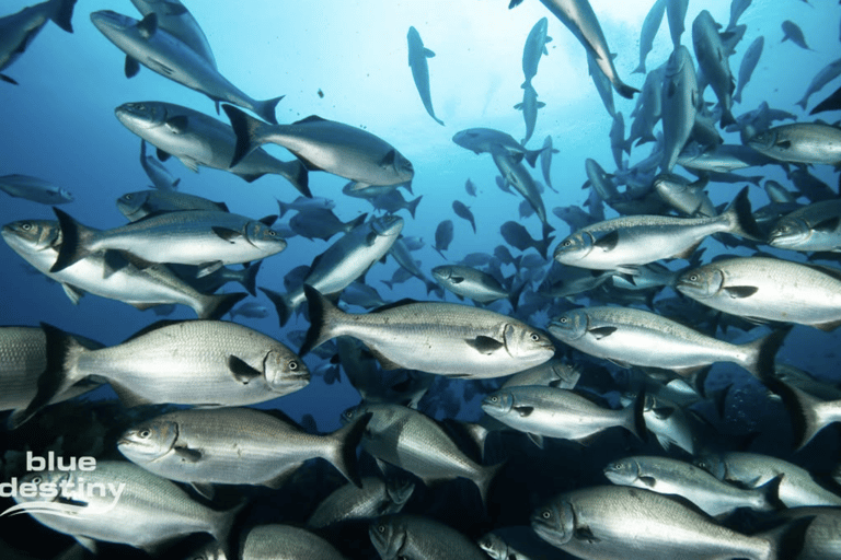 From Fremantle: Rottnest Island Snorkeling & Diving Day Trip