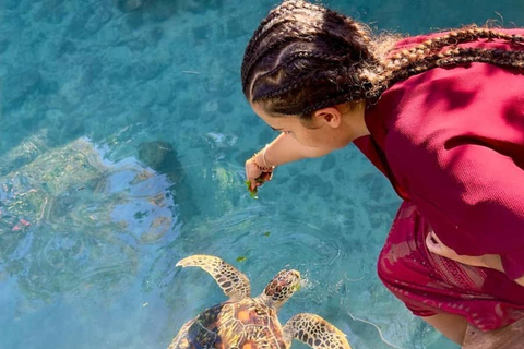 Zanzibar: Pływaj z żółwiami morskimi w oceanarium Baraka w NungwiTransport nie jest wliczony w cenę. Jednak opłaty za wejście są wliczone