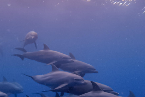 Tour dei delfini e nuoto con le tartarughe marine e grotta di Kuza