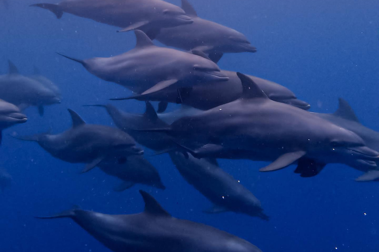 Tour dei delfini e nuoto con le tartarughe marine e grotta di Kuza