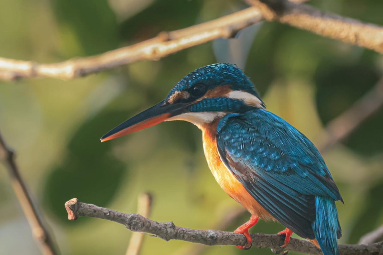 From Galle/Mirissa: Kalametiya Bird Sanctuary Boat Safari Hambantota: Kalametiya Bird Sanctuary Boat Safari-Private