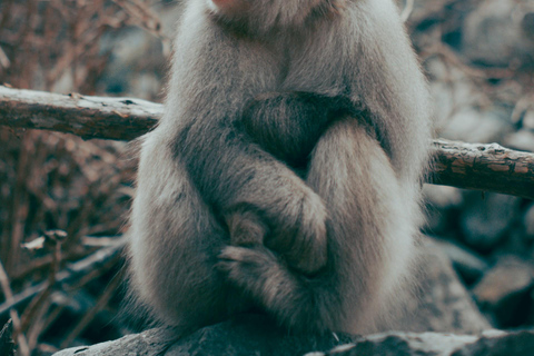 Tokyo: Nagano, Snow Monkeys and Zenko-ji Temple Private Tour