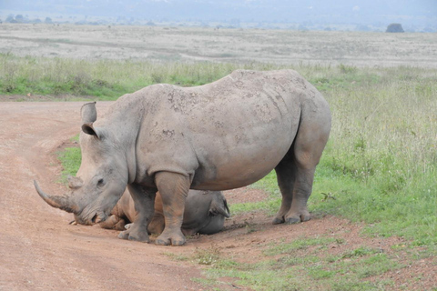Private Nairobi National Park Drive in 4*4 landcruiser
