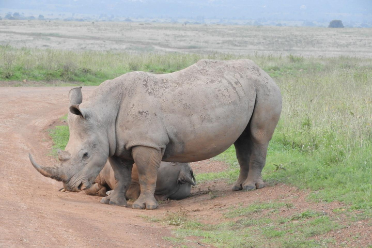 Private Nairobi National Park Drive in 4*4 landcruiser