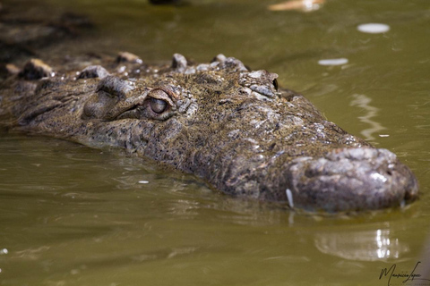 Rio Lagartos et Las Coloradas : EcoSafari Flamingo DeluxRio Lagartos et Las Coloradas : EcoSafari Flamingo Deluxe
