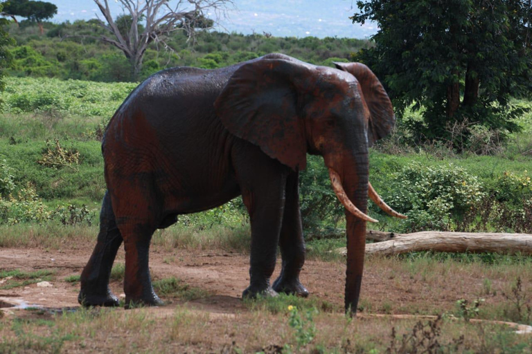 Tsavo East;2 days 1 night Amazing Safari. Tsavo East;2 days 1 night Amazing to Tsavo East