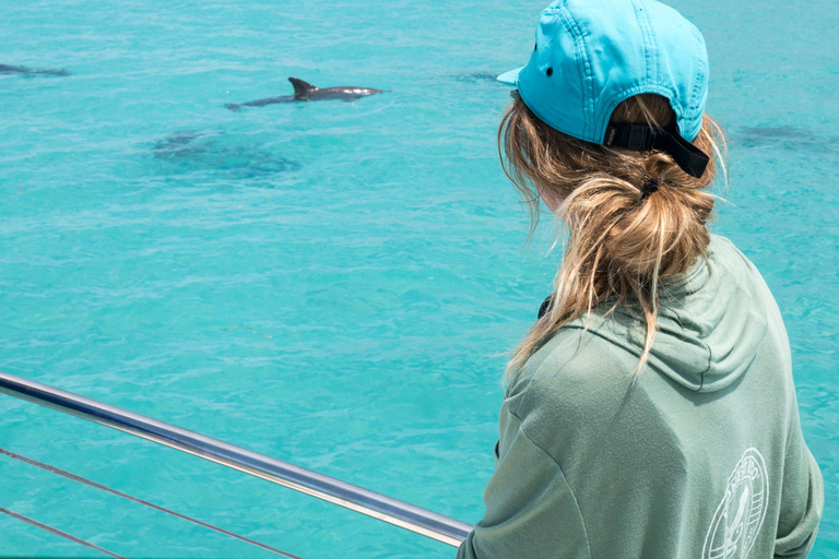 Key West : observation des dauphins et snorkeling guidée avec Honest EcoKey West : observation des dauphins et snorkeling guidé avec Honest Eco