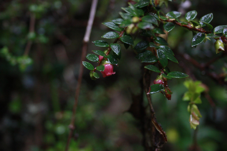 From Quito: Papallacta Trekking & Volcanic Hot Springs
