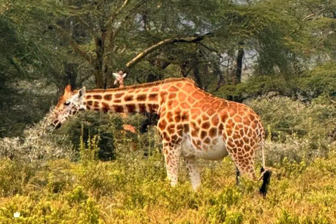 Nairobi: 3-Day honeymoon safari to Amboseli National Park Overnight Private to Amboseli National Park