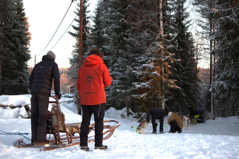Luleå: Guided Dog Sledding Tour