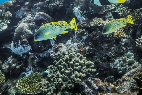 Zanzíbar: Excursión a Mnemba para hacer snorkel y nadar con tortugas