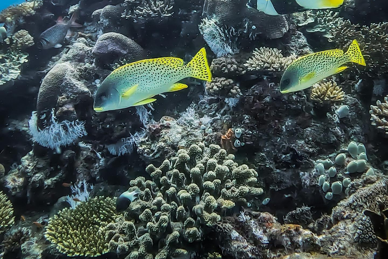 Zanzíbar: Excursión a Mnemba para hacer snorkel y nadar con tortugas