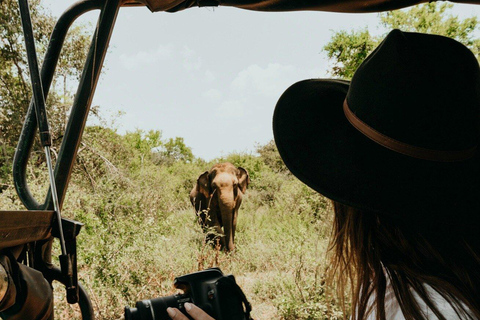 Transfer von Ella nach Mirissa/Galle/Hikkaduwa in Udawalawa Safari