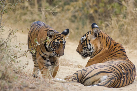 Depuis Jaipur : Safari dans le parc national de Ranthambore avec transferts