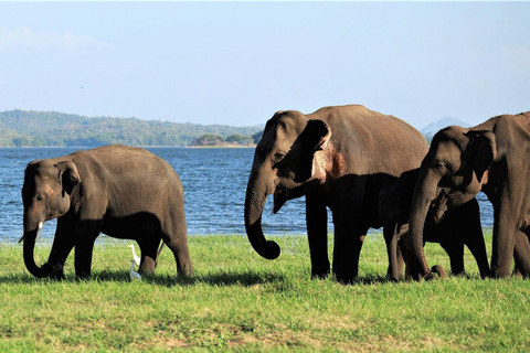 Minneriya: Safári selvagem e passeio turístico em PolonnaruwaSafári selvagem em Minneriya e excursão de um dia a Polonnaruwa