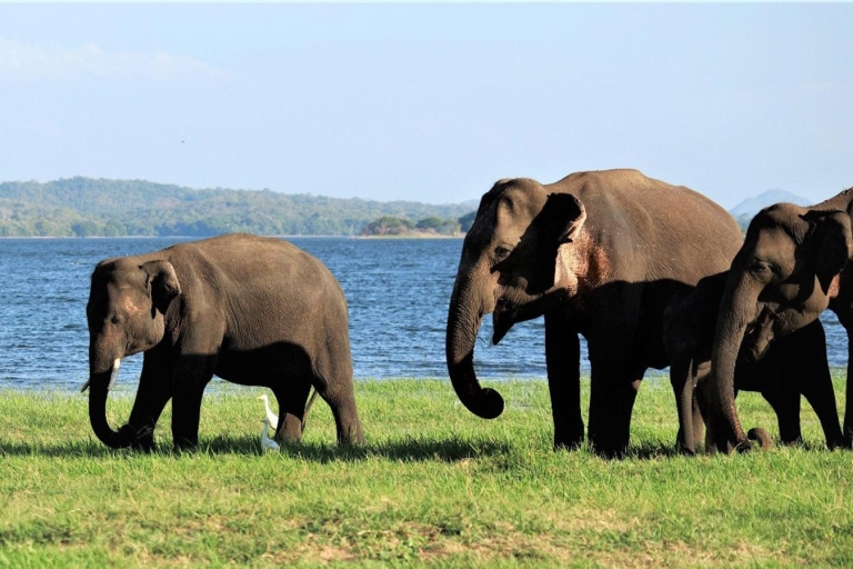 Minneriya Wild Safari und Polonnaruwa Sightseeing Tagestour