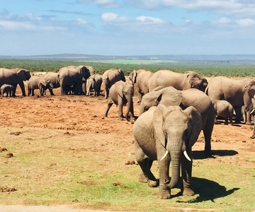 Cape Town: 7-Day Small Group Experience of the Garden Route