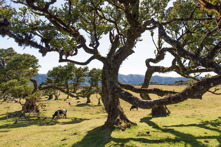 جولة ماديرا الكاملة لمدة يومين كاملين