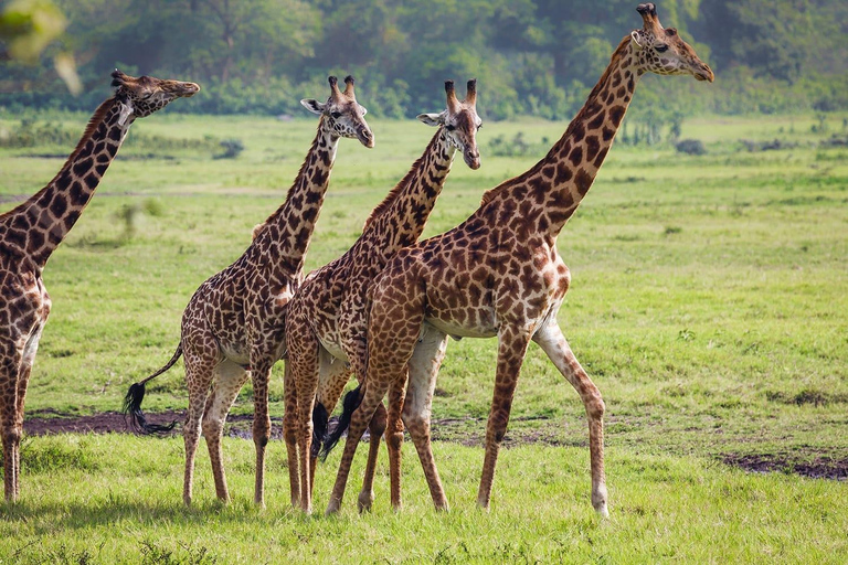 Arusha National Park Tagesausflug