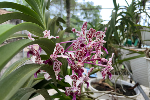 Yogyakarta: Merapi Volcano Trek with Transfer Daylight Trekking at Merapi Volcano (without sunrise)