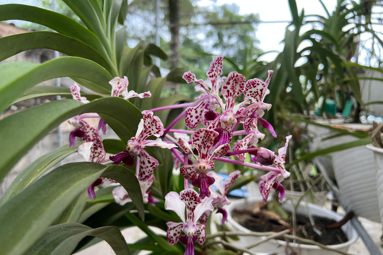 Yogyakarta: Merapi Volcano Trek with Transfer Daylight Trekking at Merapi Volcano (without sunrise)