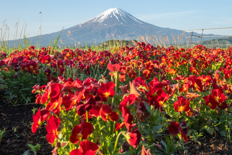 Tokyo: Mount Fuji Private Customizable Tour In Luxury Van