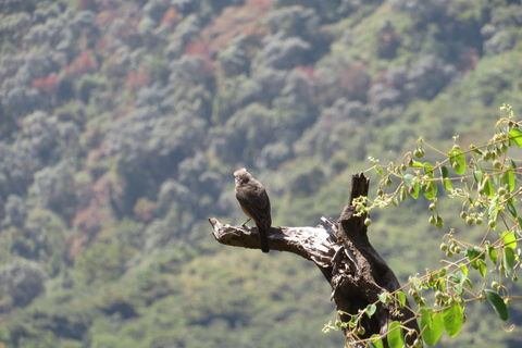 Addis Ababa: 8-Day Bale Mountains Birdwatching Tour