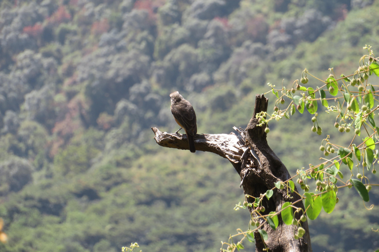 Addis Ababa: 8-Day Bale Mountains Birdwatching Tour