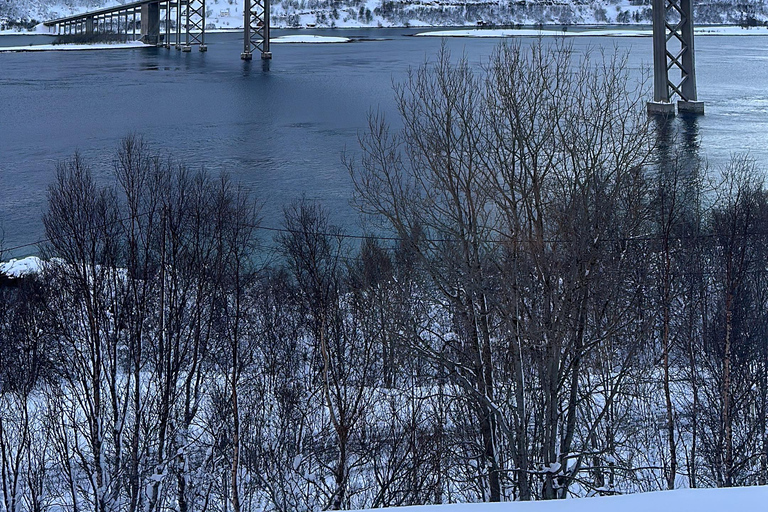Narvik/Harstad : Excursion d&#039;une journée dans les Fjords avec arrêt à la ferme des rennes