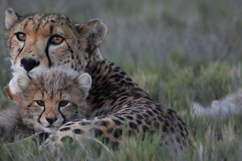 2-Day Safari with Big 5 Game Drives, at amazing 4-Star Lodge SOLO: 2-Day Garden Route Safari Lions Hippo, Cheetah & more
