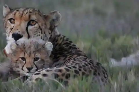 2-Day Safari at 4-Star Garden Route Game Lodge