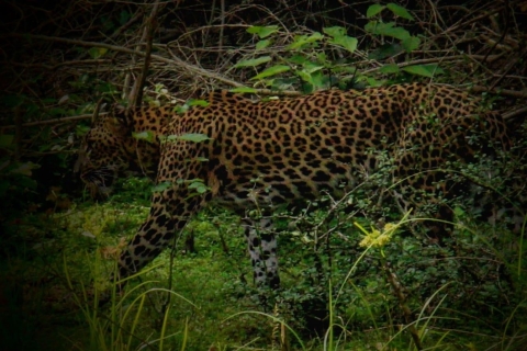 From Hambantota Port : Yala National Park Safari