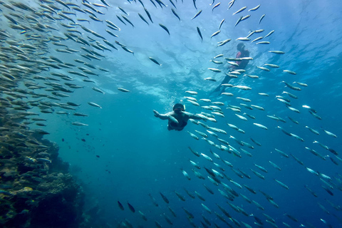 Osservazione degli squali di Oslob, cascate di Inambakan e corsa delle sardine