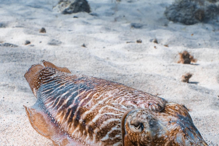 Lanzarote: Guided Snorkel Tour with free photos & videos