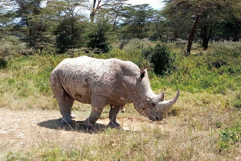 Safari matinal por el Parque Nacional de Nairobi