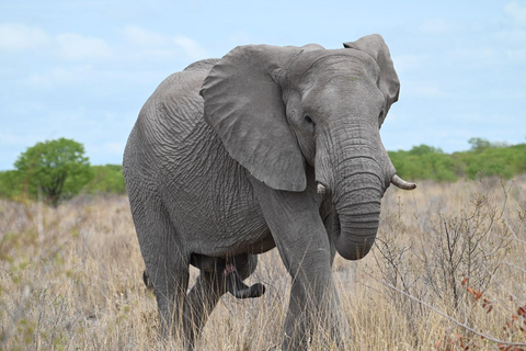 From Namibia to Botswana and Vic Falls: 15 Days Guided Lodge