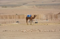 Desert and Mountain Exploration met Camel Riding plus thee - Hizvo