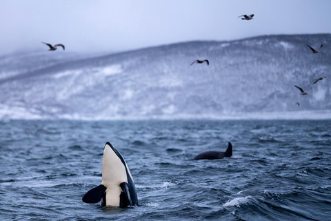 From Tromso: Whale Watching in Magic Skjervoy