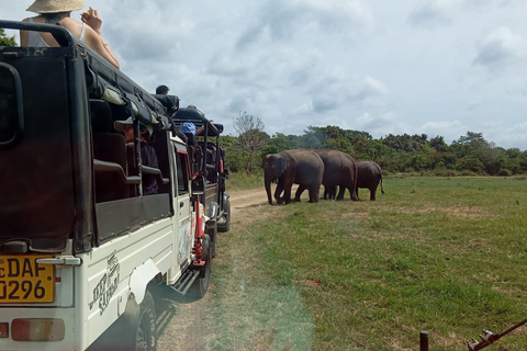 Minneriya: Nationalpark Jeep Safari von Sigiriya/DambullaVon Sigiriya aus: Minneriya National Park 4X4 Jeep Safari