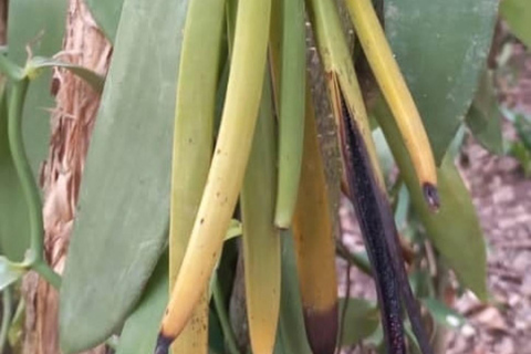 Zanzibar: Spice Farm Tour &amp; Stone Town med lunch