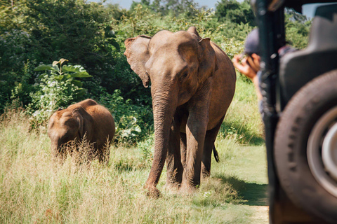 From Galle: Udawalawe National Park Elephant Safari