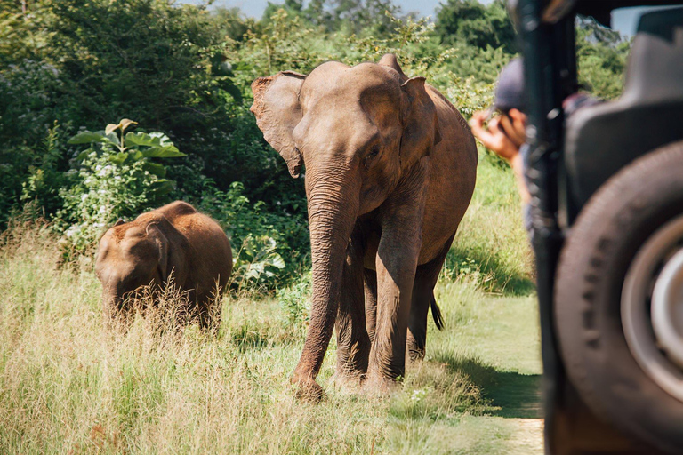 From Galle: Udawalawe National Park Elephant Safari