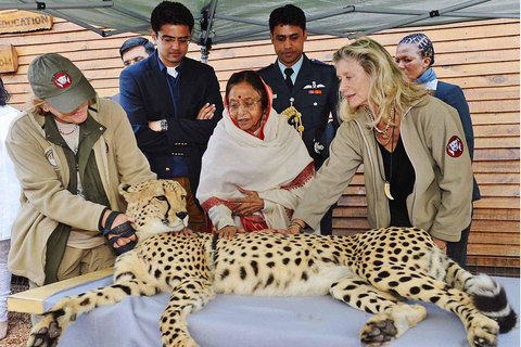 Kaapstad: Cheetah Outreach en Wijnlanden privétour