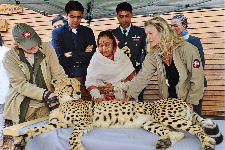 Kapstaden: Cheetah Outreach och Winelands privat tur